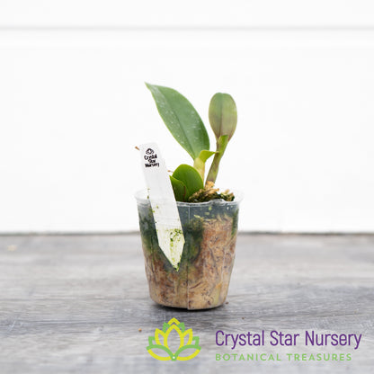 Rhyncattleanthe Netrasiri Starbright x Kauai Starbright (STC-512)