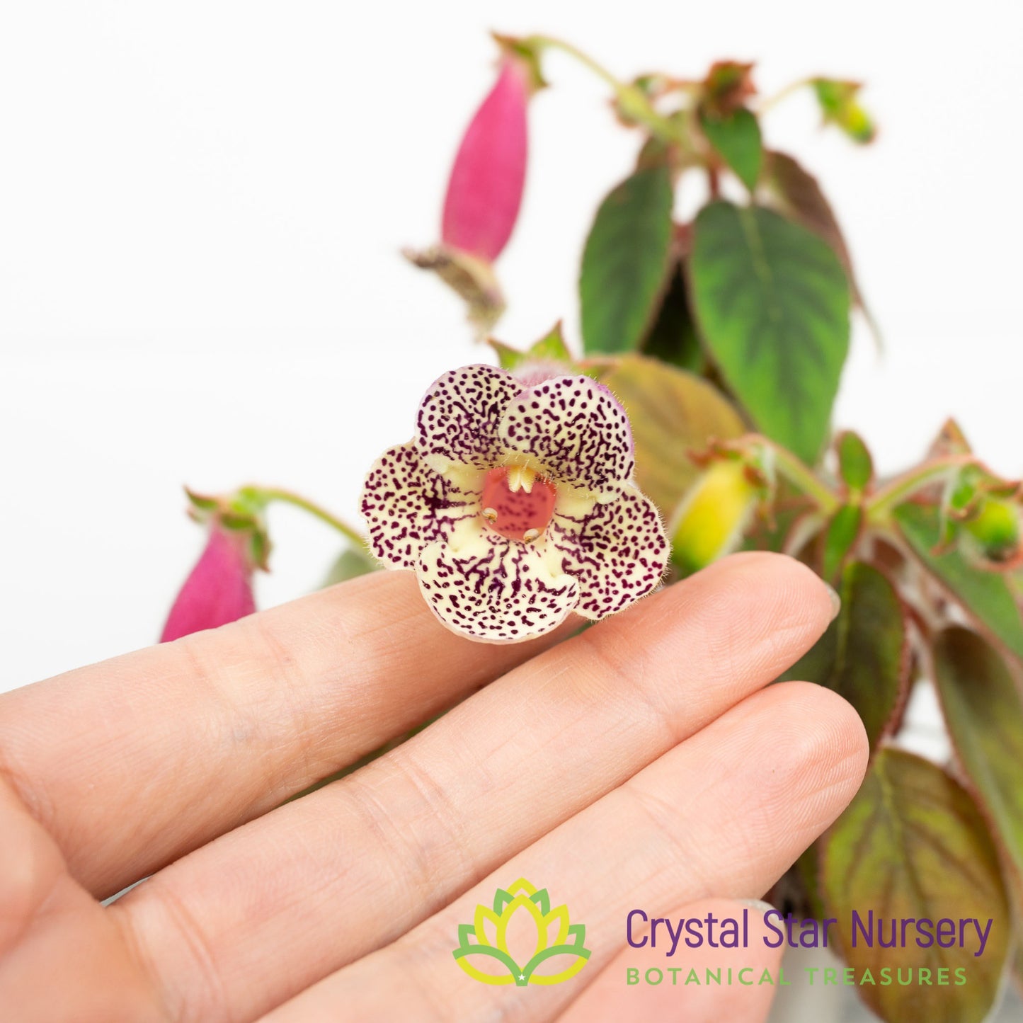Kohleria warszewiczii