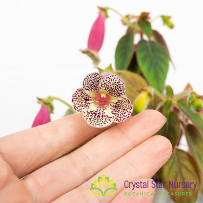 Kohleria warszewiczii