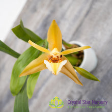 Coelogyne Lawrenceana