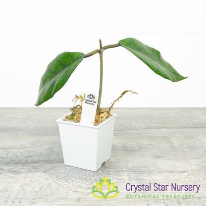 Hoya sp Singapore