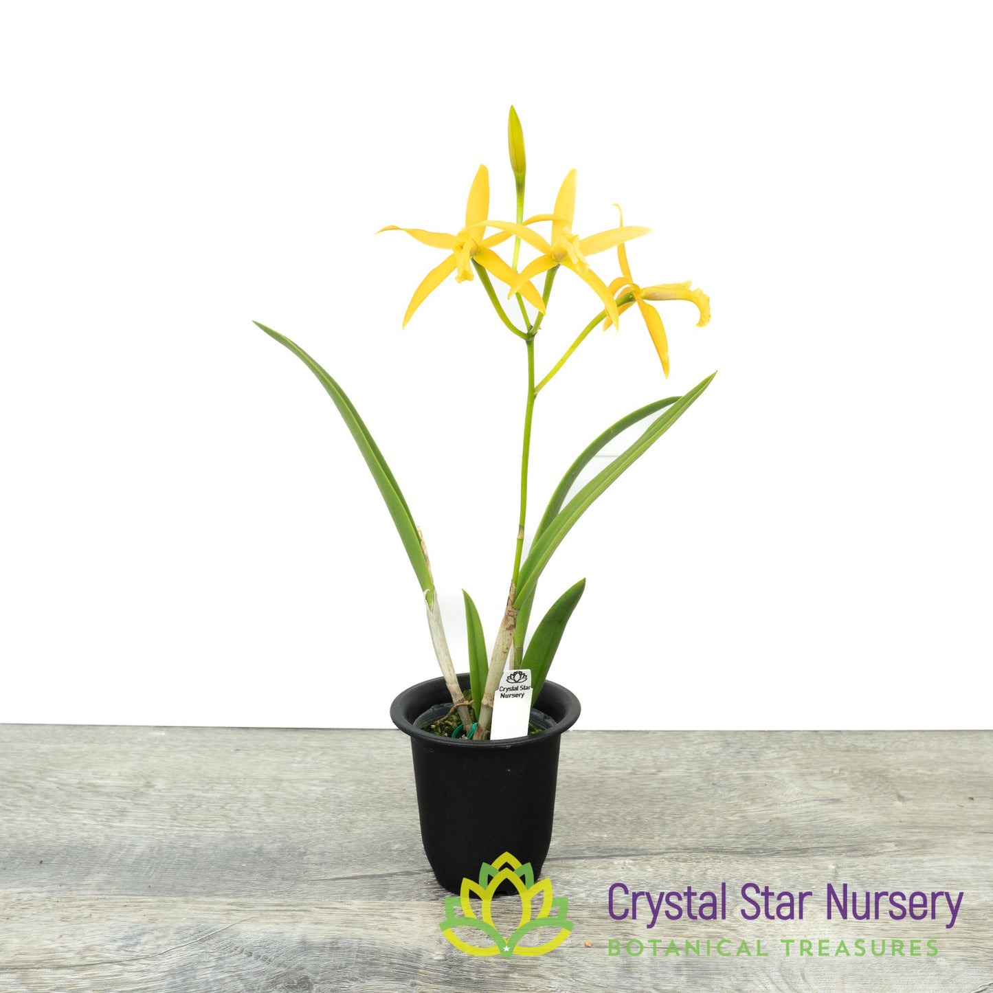Laelia Harmill 'Orange Glow' x Brassavola Nodosa '24088' (6223)