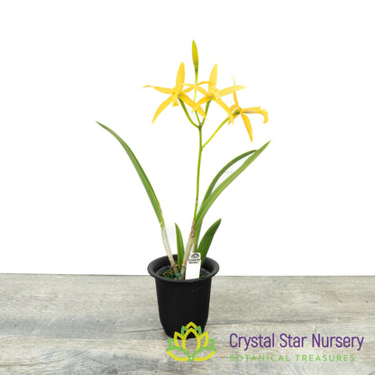 Laelia Harmill 'Orange Glow' x Brassavola Nodosa '24088' (6223)