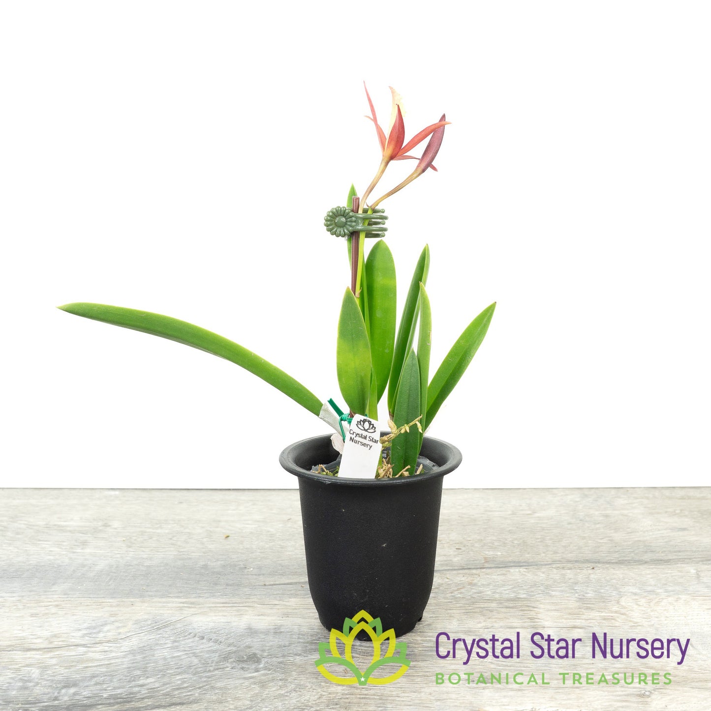 Laelia Harmill 'Orange Glow' x Brassavola Nodosa '24088' (6223)