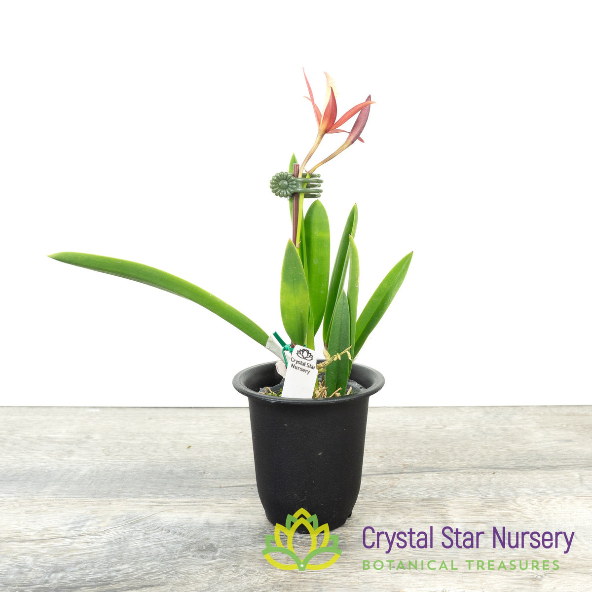 Laelia Harmill &#39;Orange Glow&#39; x Brassavola Nodosa &#39;24088&#39; (6223)