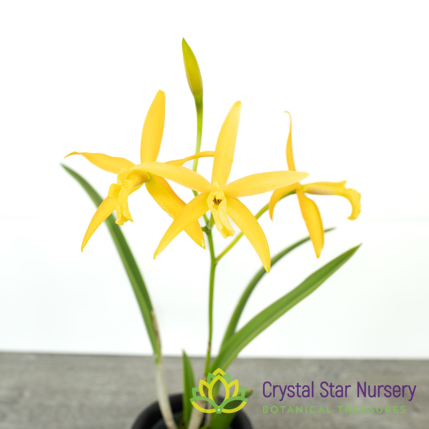 Laelia Harmill 'Orange Glow' x Brassavola Nodosa '24088' (6223)