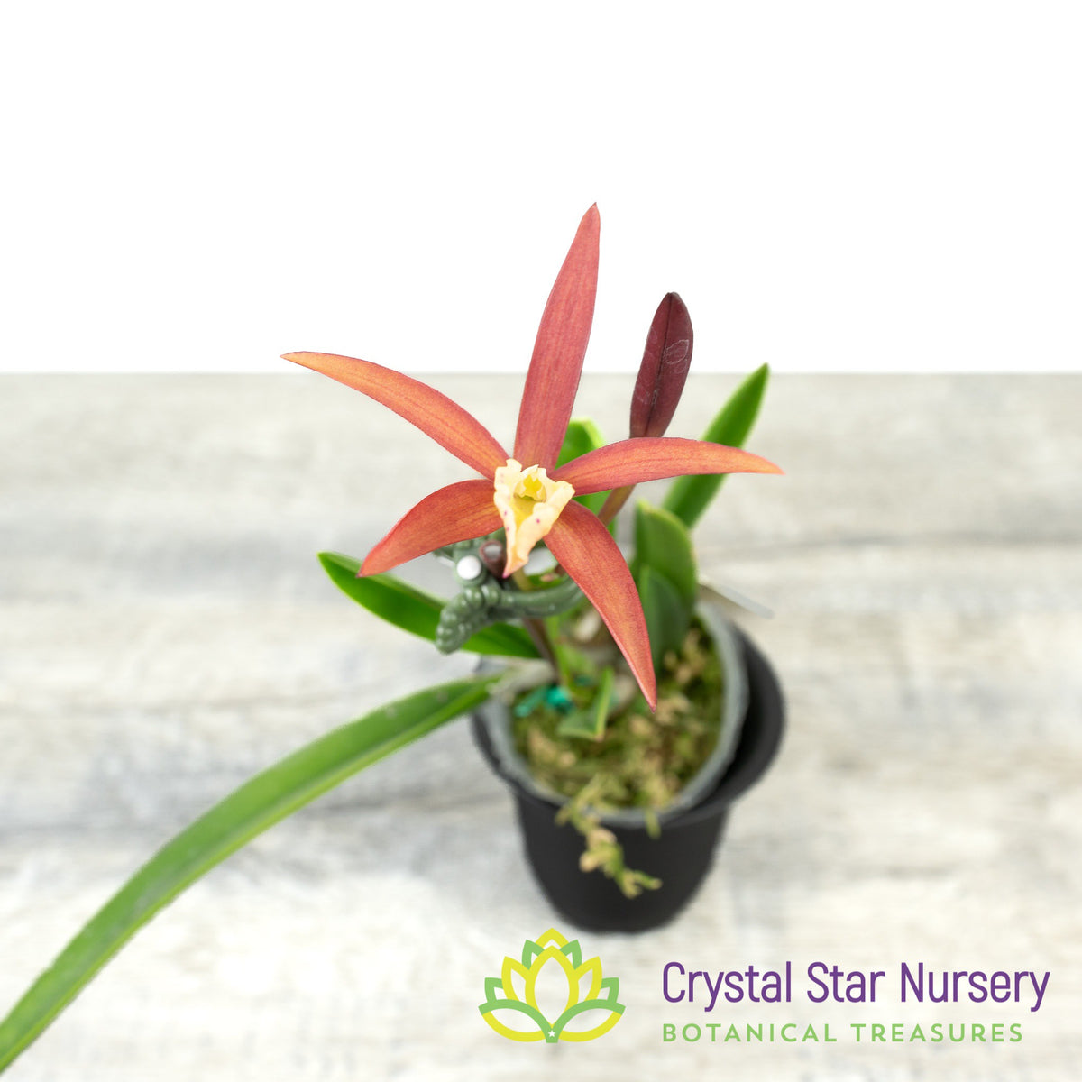 Laelia Harmill &#39;Orange Glow&#39; x Brassavola Nodosa &#39;24088&#39; (6223)