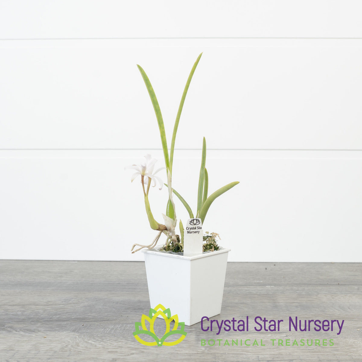 Laelia Lundii v Coerulea