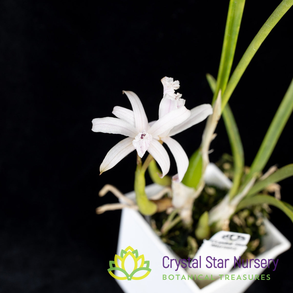 Laelia Lundii v Coerulea