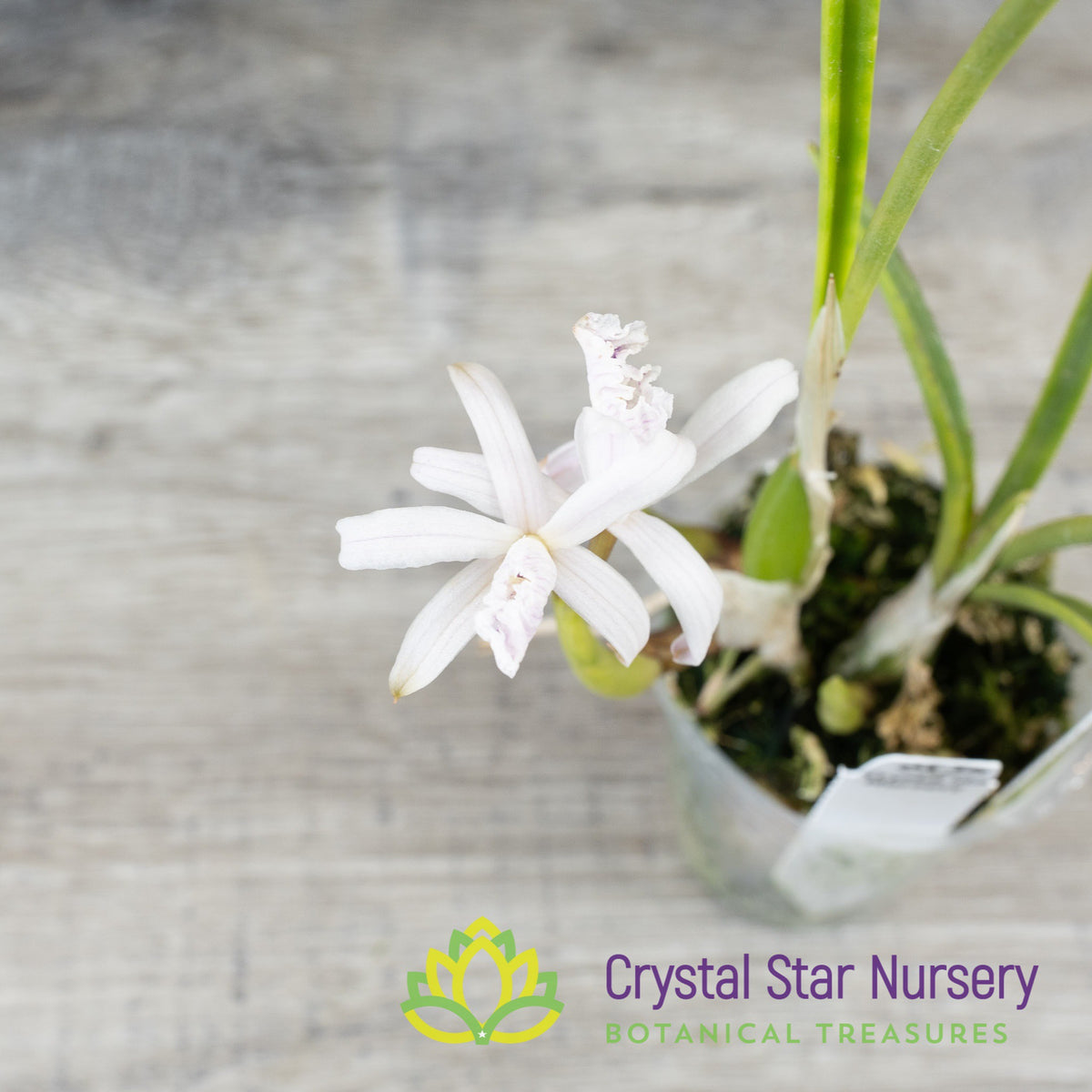 Laelia Lundii v Coerulea