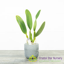 Lc Blue Angel 'Glove' SM/JOGA