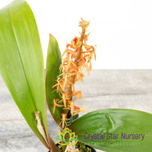 Liparis Nutans