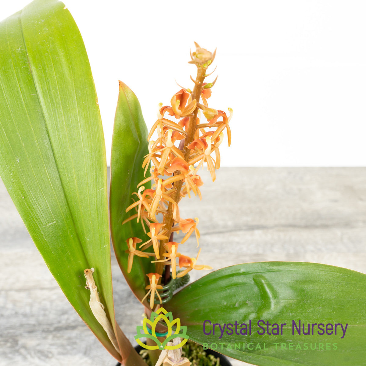 Liparis Nutans