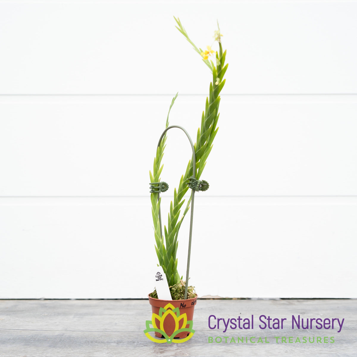 Lockhartia Lunifera x sib