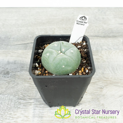 Lophophora Fricii