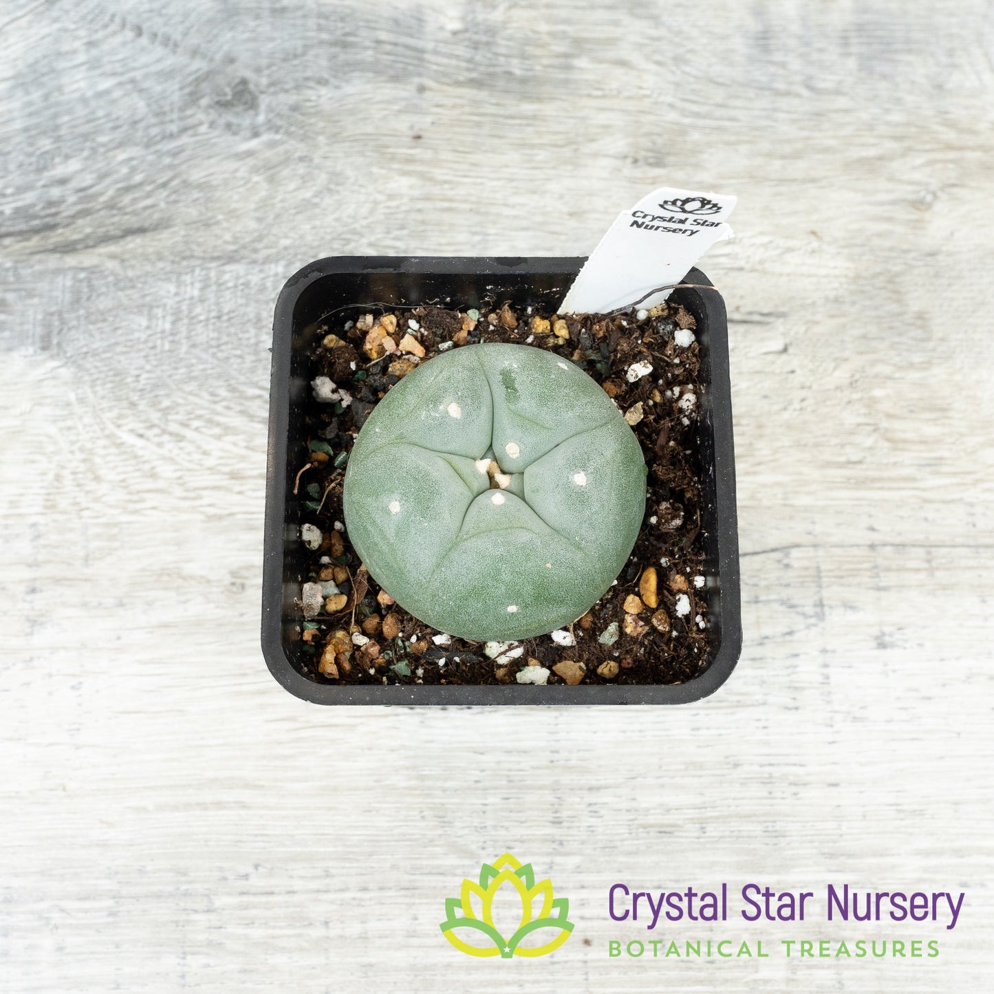 Lophophora Fricii