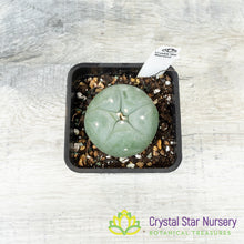 Lophophora Fricii
