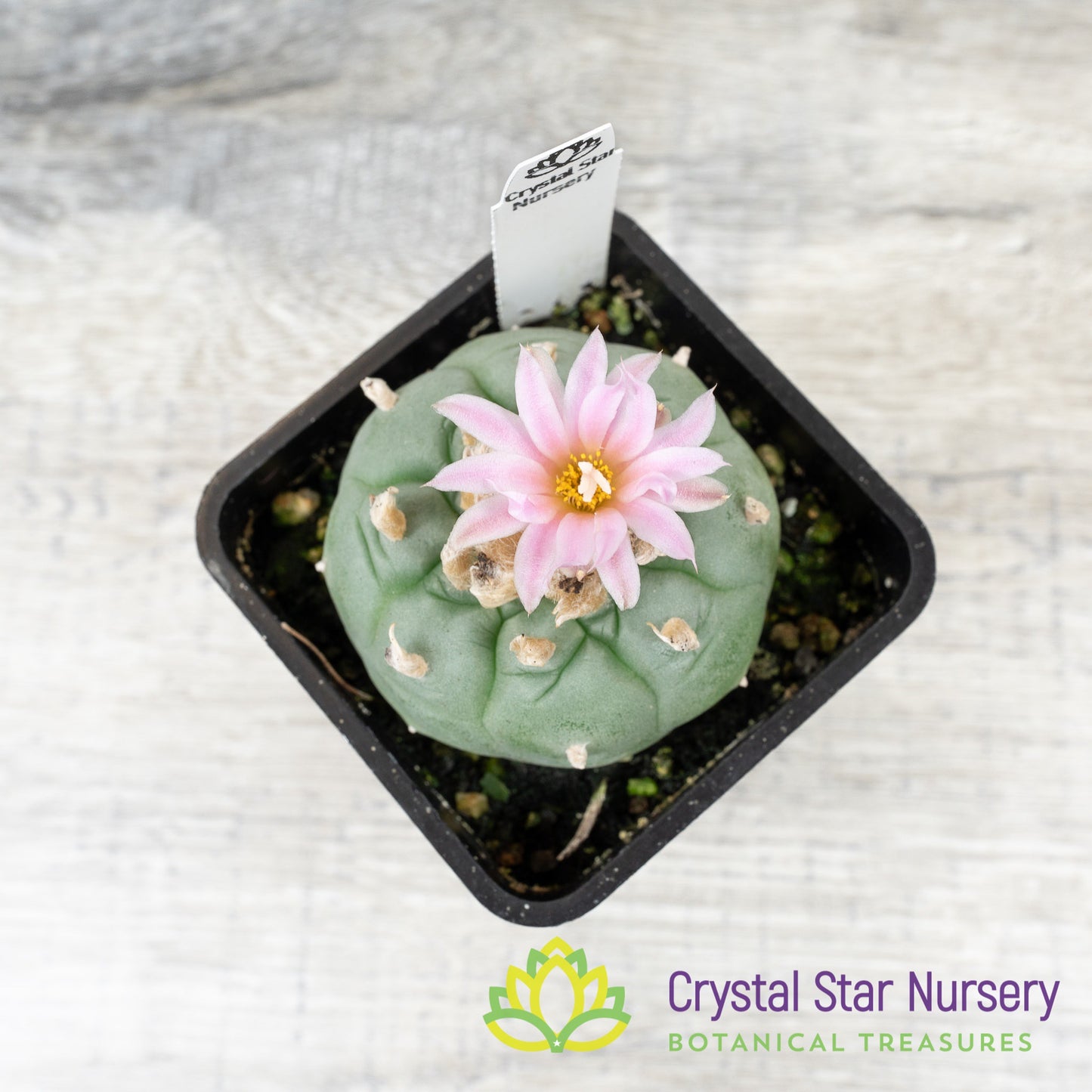 Lophophora Fricii