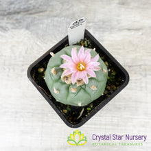 Lophophora Fricii