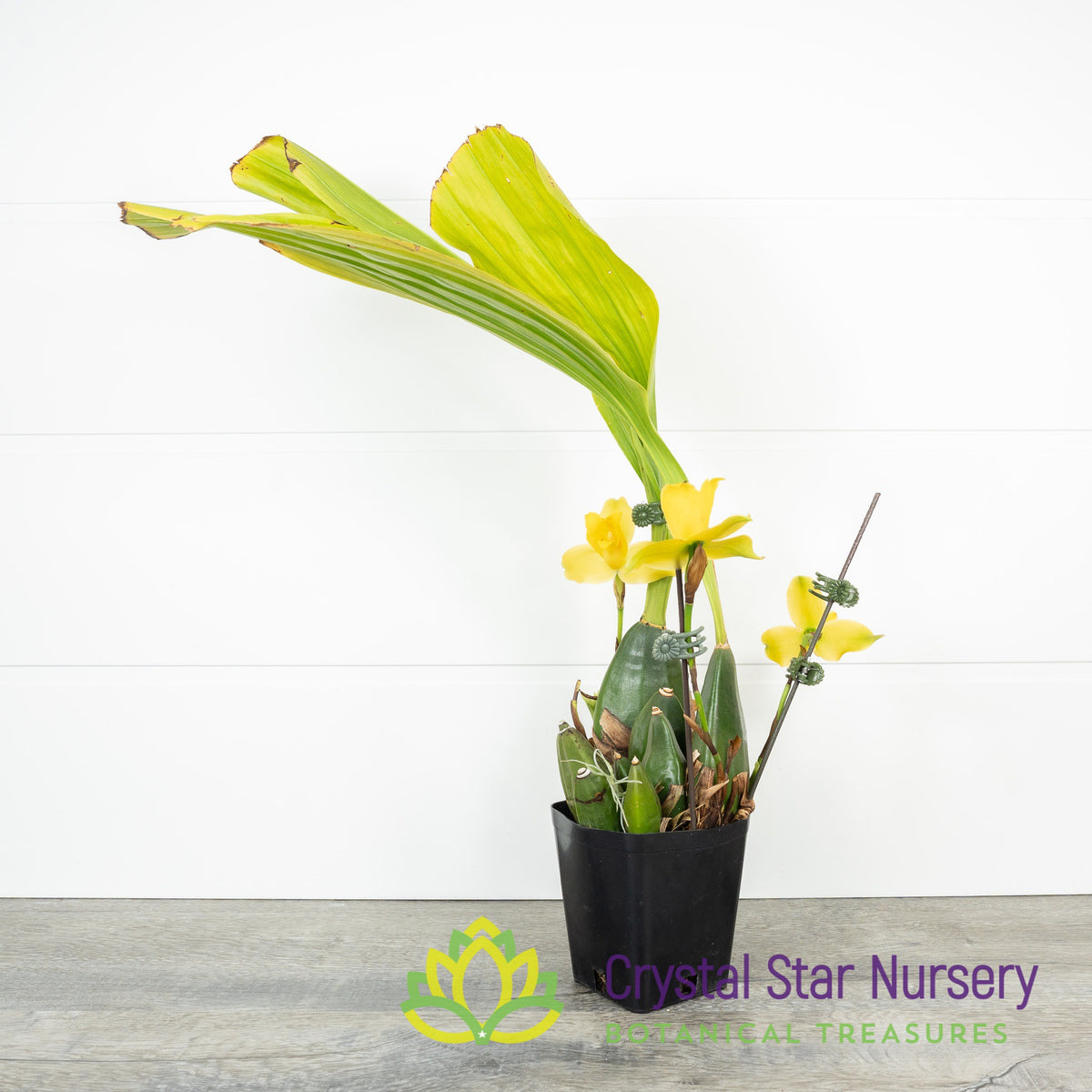 Lycaste Macrobulbon