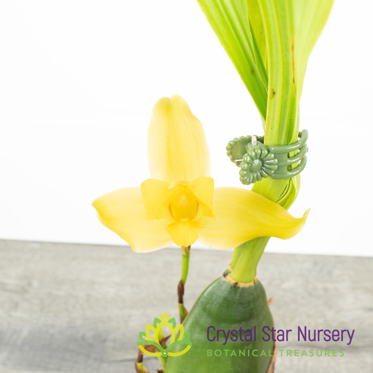 Lycaste Macrobulbon