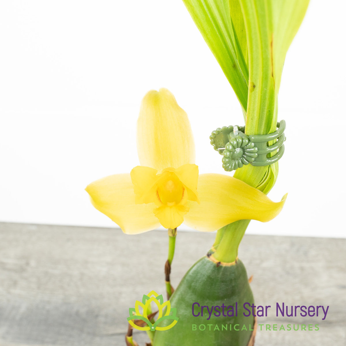 Lycaste Macrobulbon