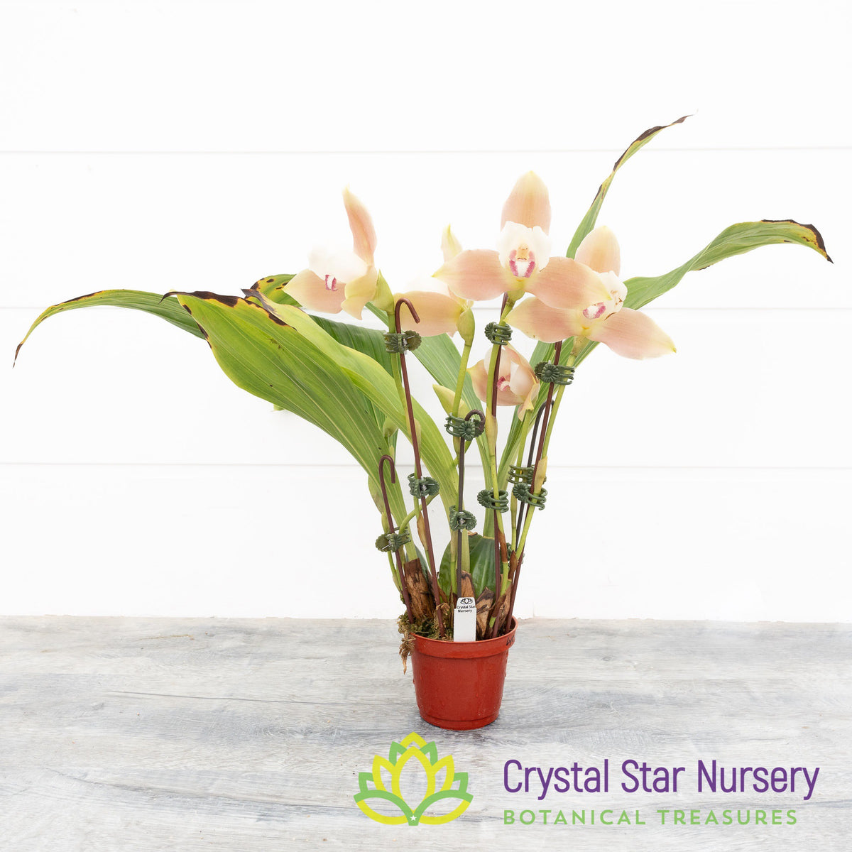 Lycaste Purtarenasensis var Bouqete x Lycaste White (#13)