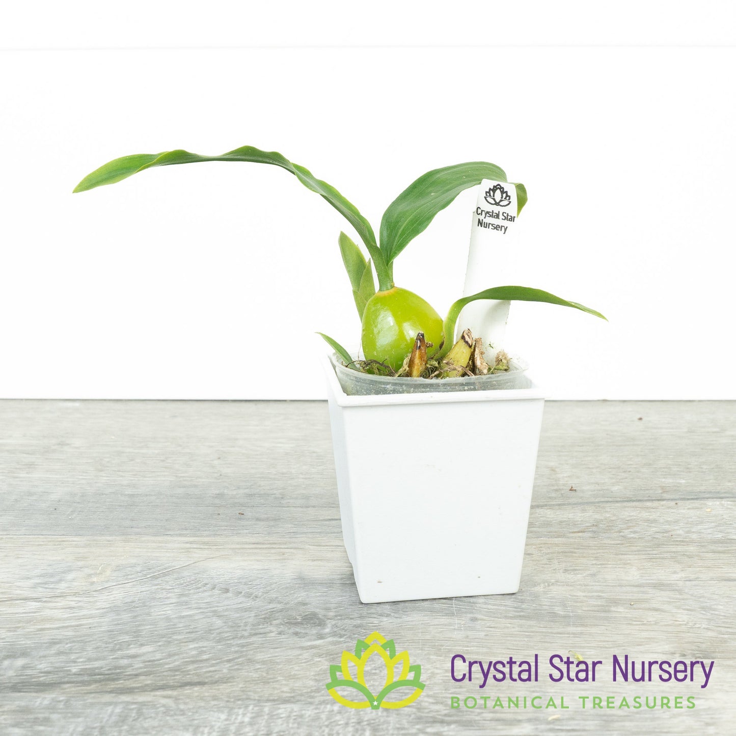 Lycaste Yi-ying Sakura x Bifrenaria Harrisoniae var Alba (LB1)