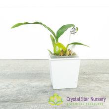 Lycaste Yi-ying Sakura x Bifrenaria Harrisoniae var Alba (LB1)