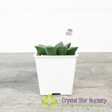 Haworthia Correcta (Korea) (LS001)