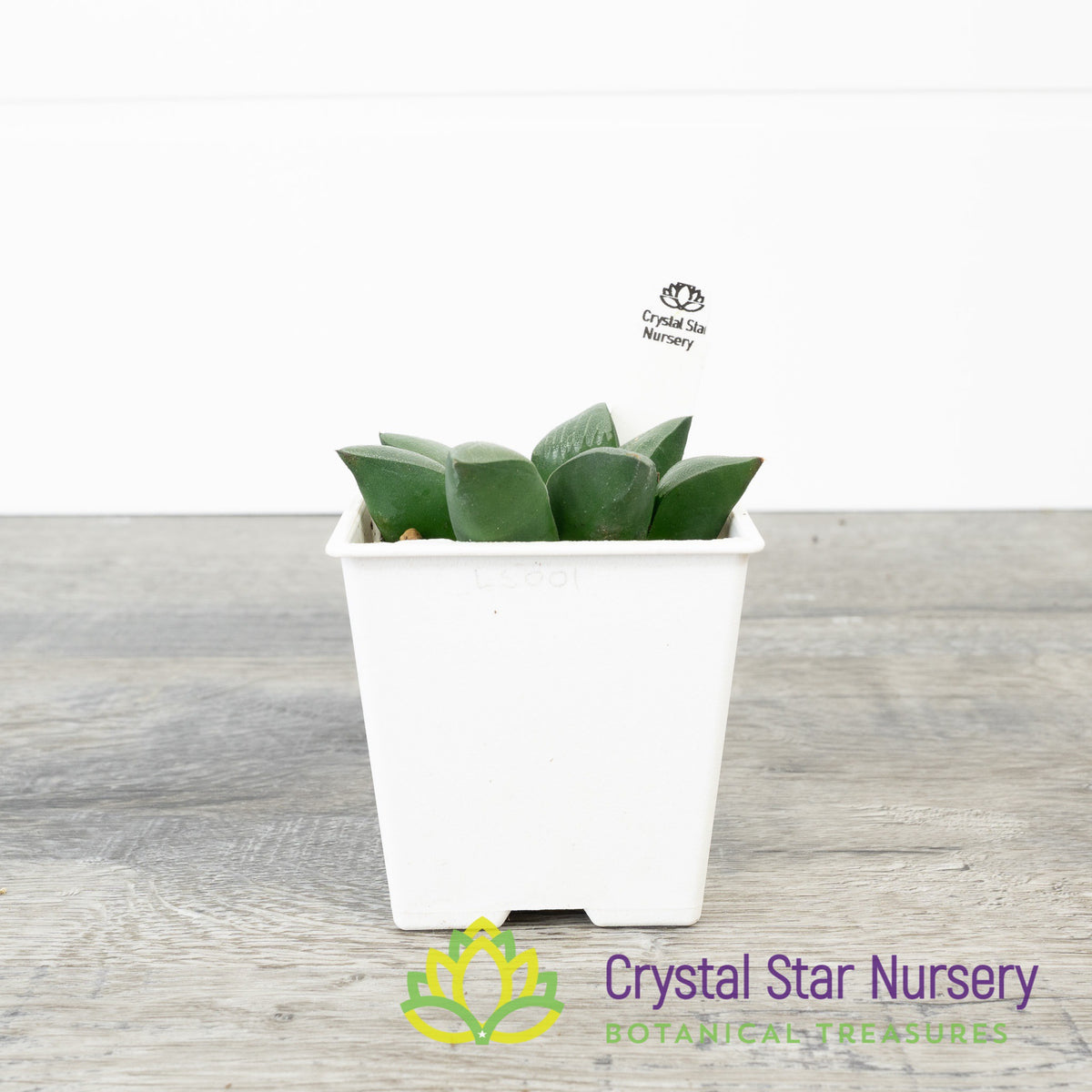 Haworthia Correcta (Korea) (LS001)