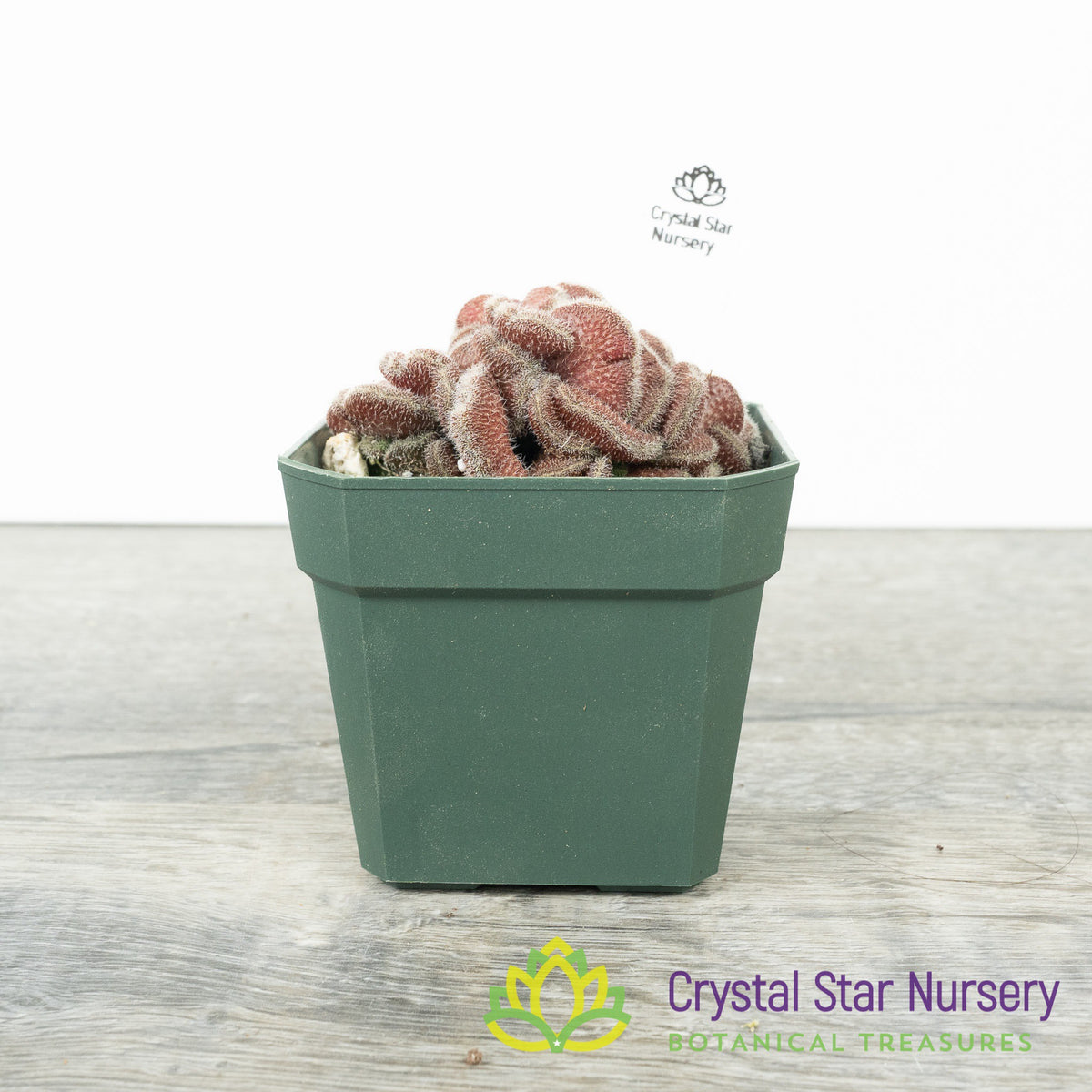 Mammillaria Compressa cv Yokan
