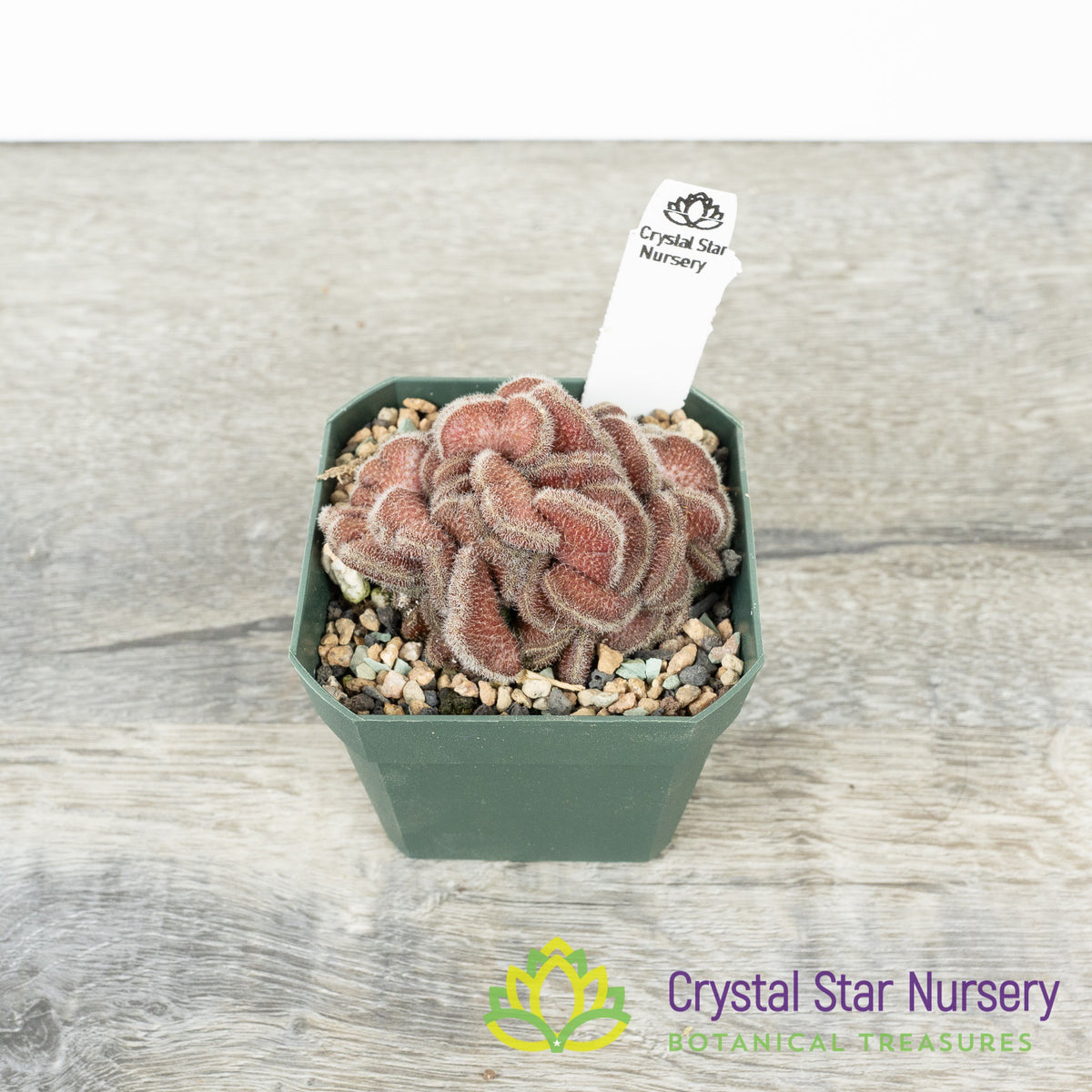 Mammillaria Compressa cv Yokan