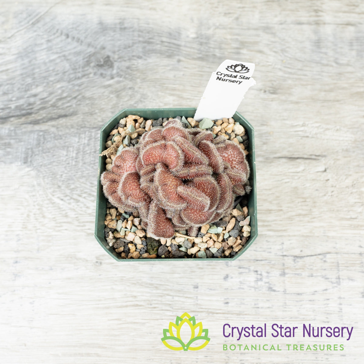 Mammillaria Compressa cv Yokan