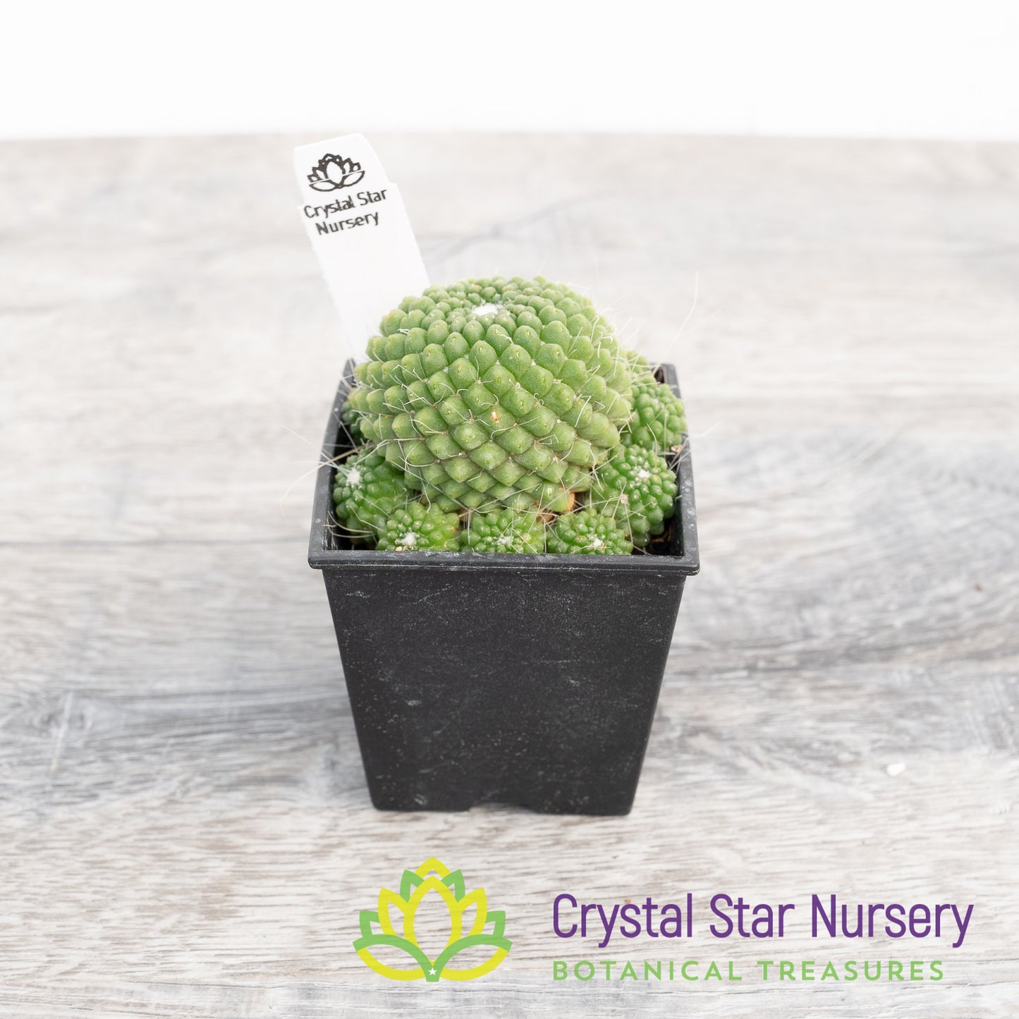 Mammillaria Spinosissima