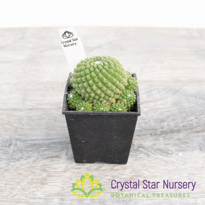 Mammillaria Spinosissima