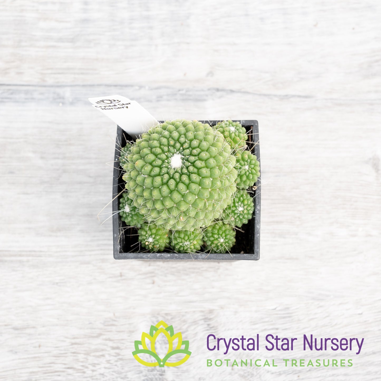 Mammillaria Spinosissima