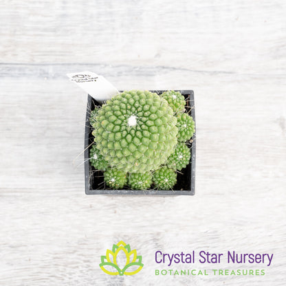 Mammillaria Spinosissima