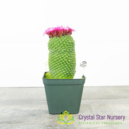 Mammillaria Spinosissima