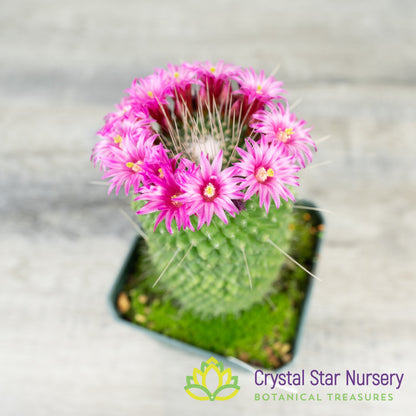 Mammillaria Spinosissima