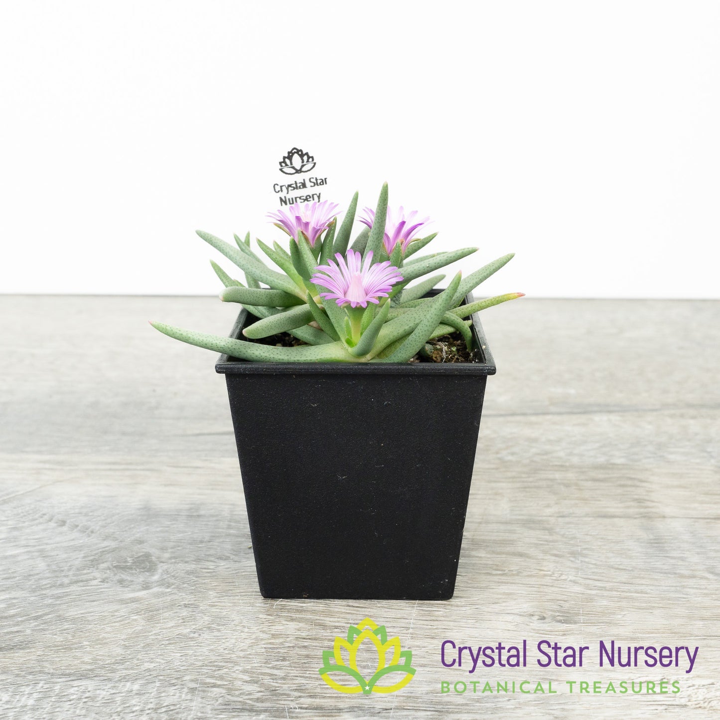 Marlothistella Stenophylla