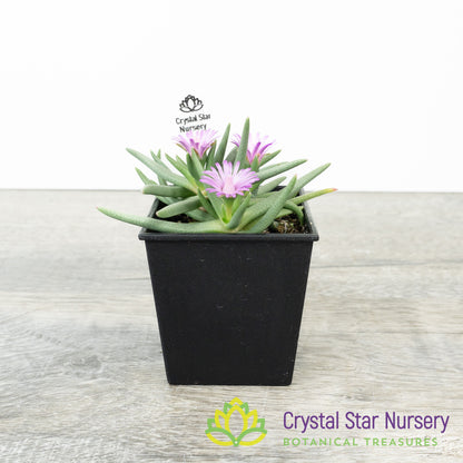 Marlothistella Stenophylla