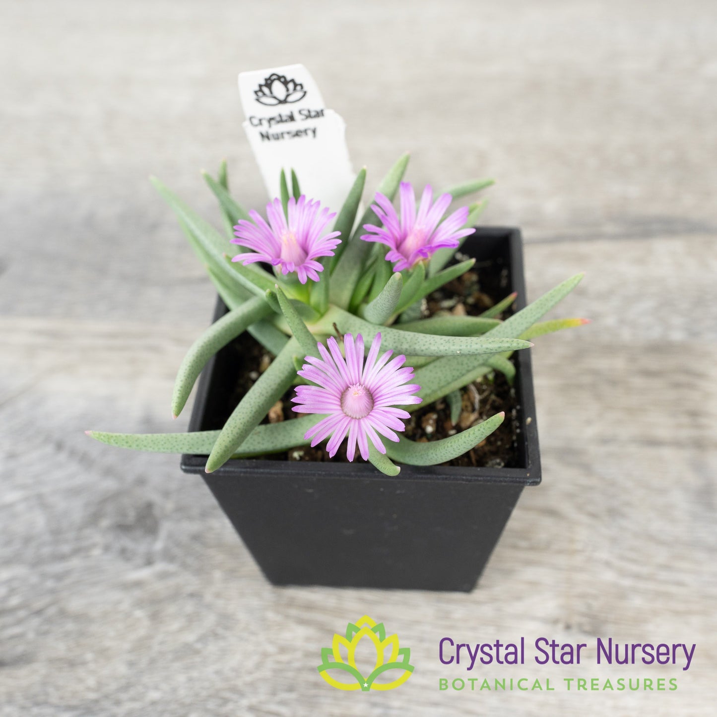 Marlothistella Stenophylla