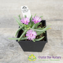 Marlothistella Stenophylla