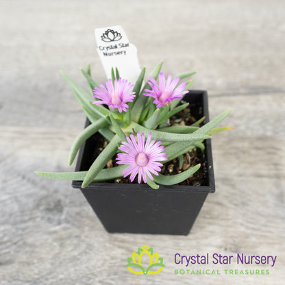 Marlothistella Stenophylla