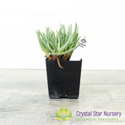 Marlothistella Stenophylla