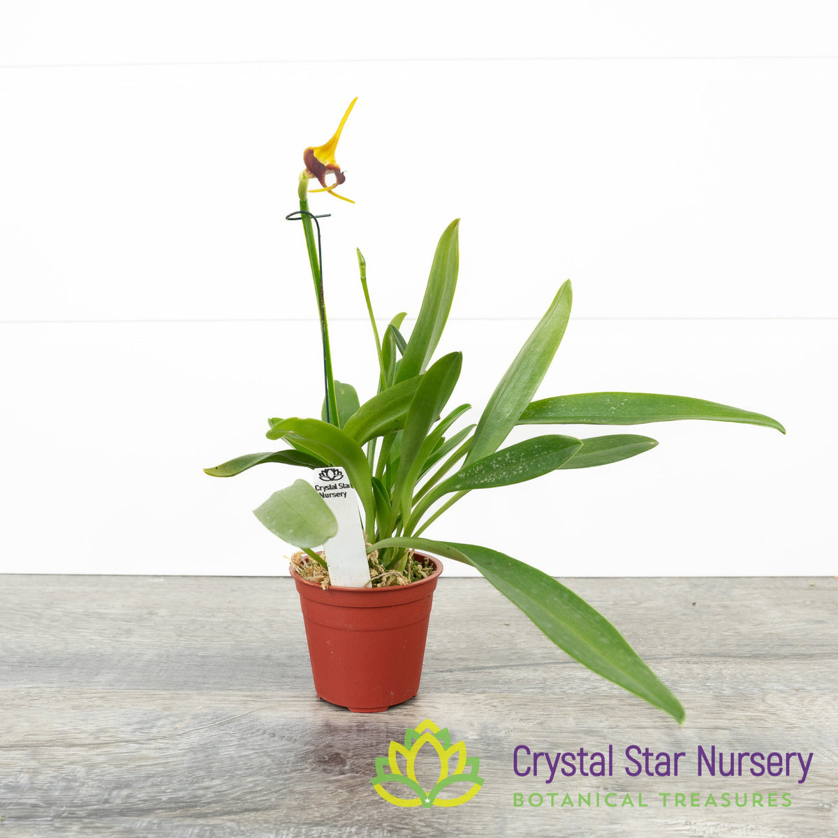 Masdevallia Amplexa x Xanthura