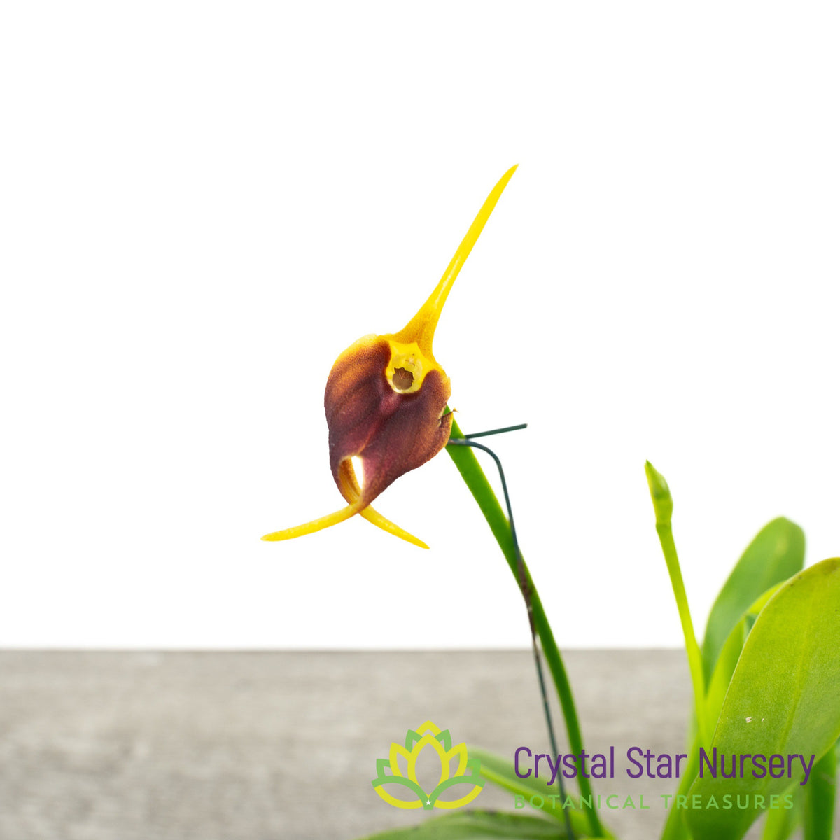 Masdevallia Amplexa x Xanthura