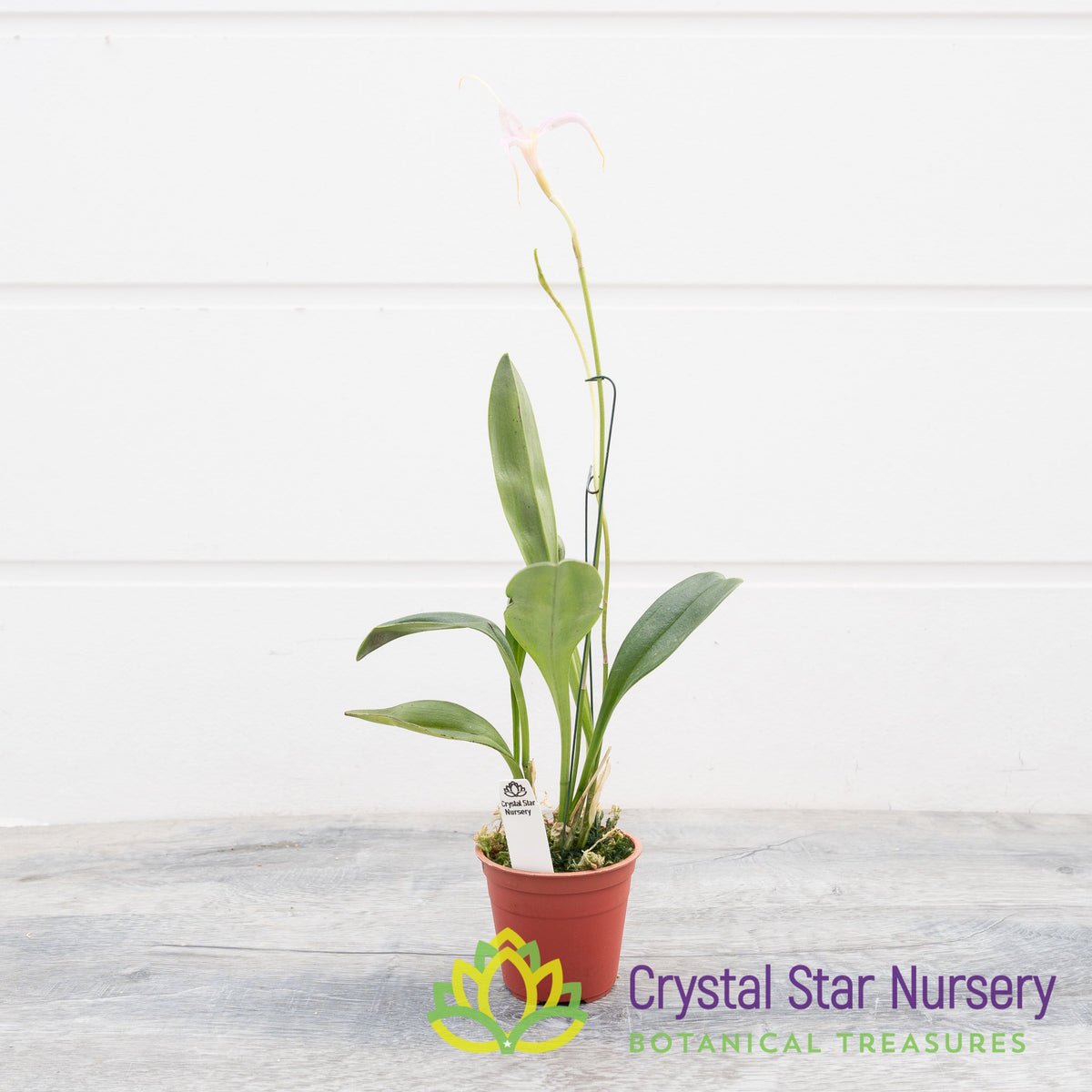 Masdevallia Crystal Follansbee