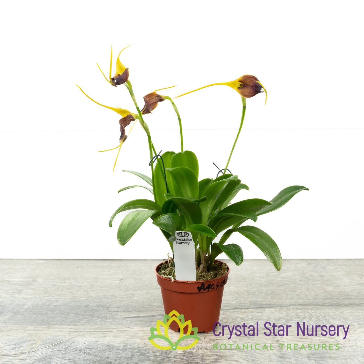 Masdevallia Phoebe X Tonduzii